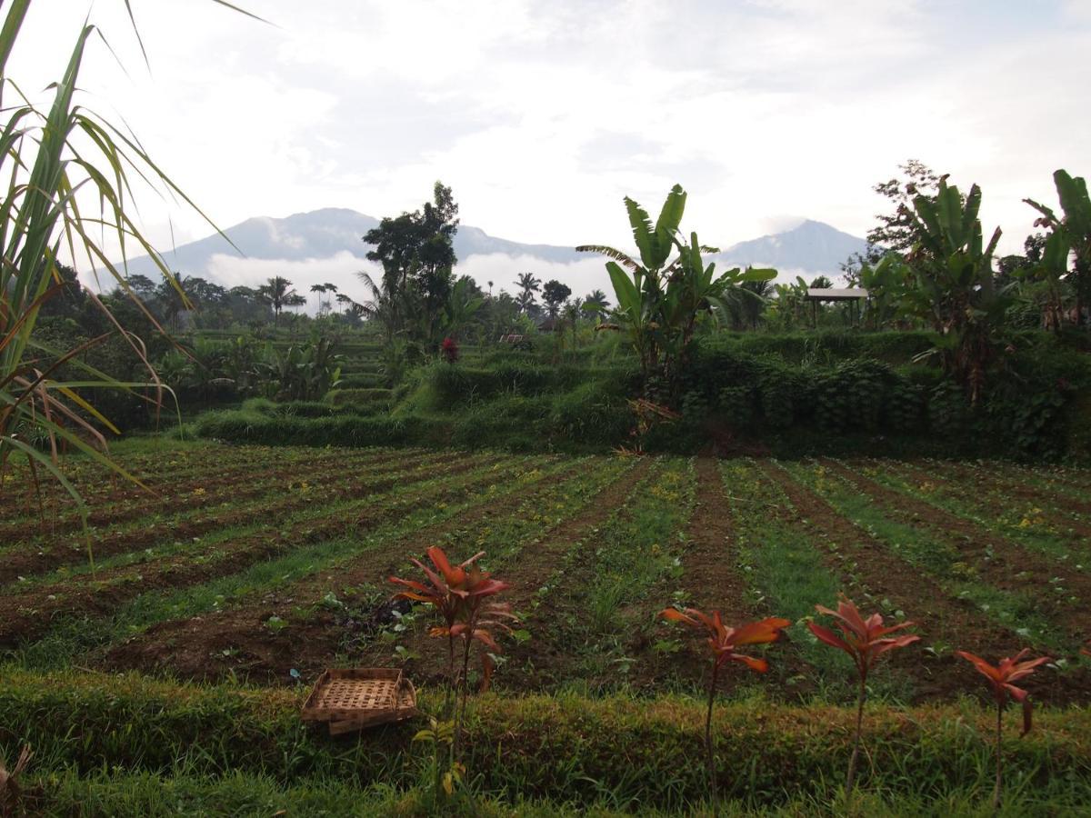Tetebatu Mountain View Homestay Extérieur photo