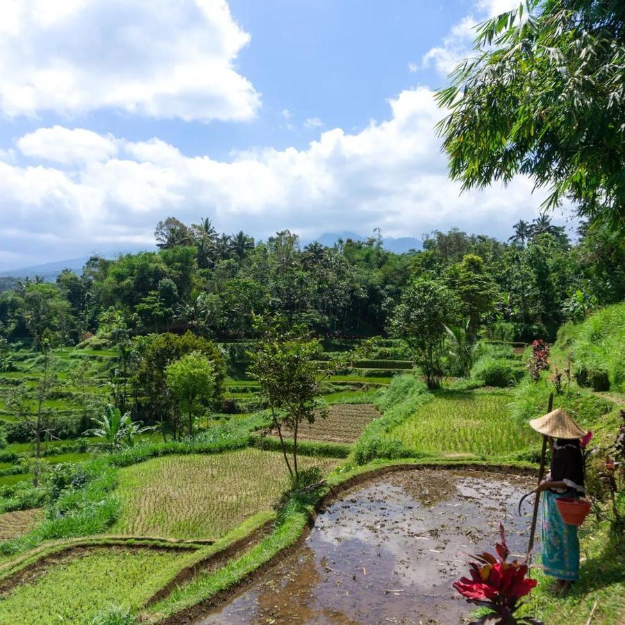 Tetebatu Mountain View Homestay Extérieur photo