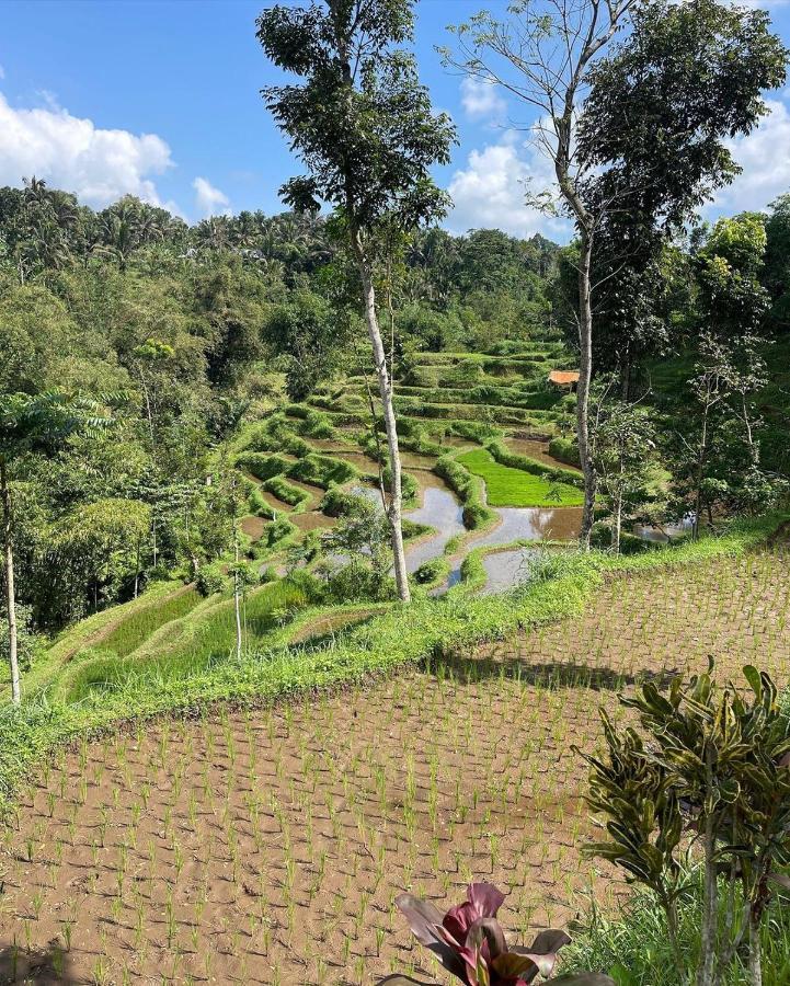 Tetebatu Mountain View Homestay Extérieur photo