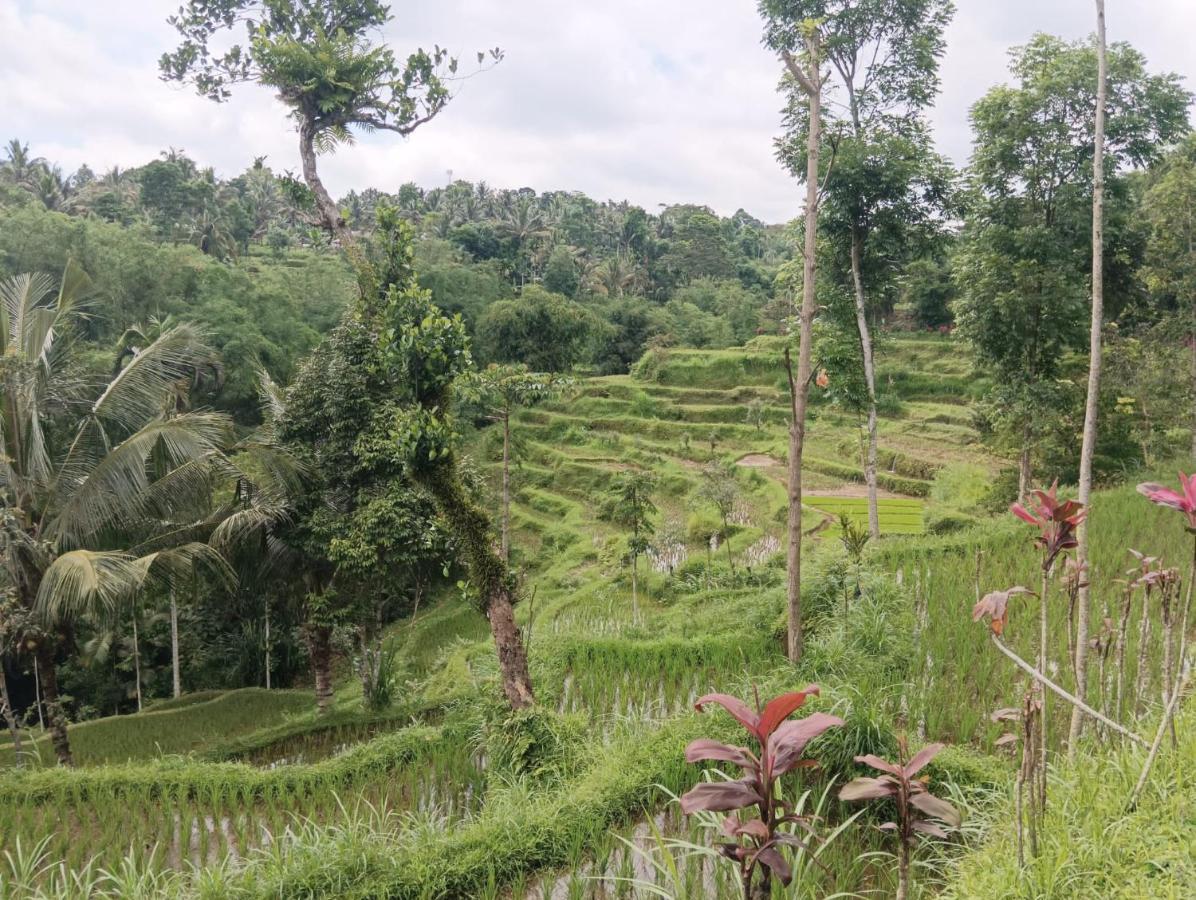 Tetebatu Mountain View Homestay Extérieur photo
